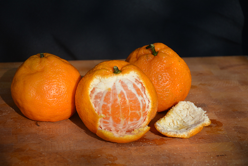 Satsuma Mandarin Orange (Citrus reticulata 'Satsuma') at Shonnard's Nursery