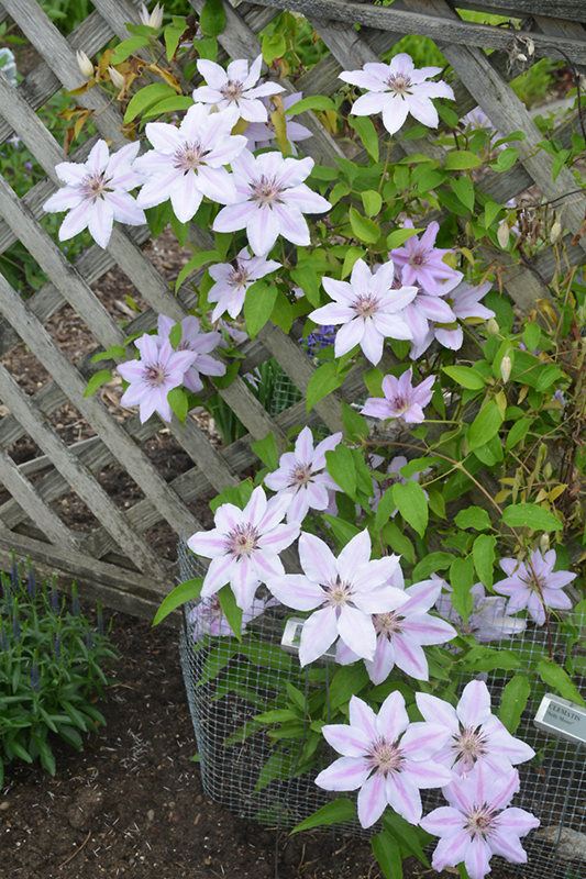 Nelly Moser Clematis (Clematis 'Nelly Moser') at Shonnard's Nursery