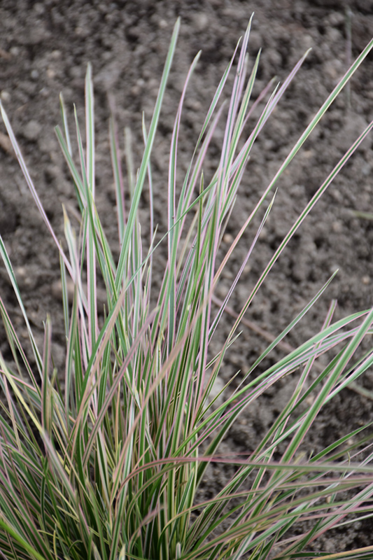 Northern Lights Tufted Hair Grass (Deschampsia cespitosa 'Northern Lights') at Shonnard's Nursery