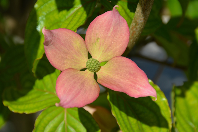 Rosy Teacups Flowering Dogwood (Cornus 'KN30-8') at Shonnard's Nursery