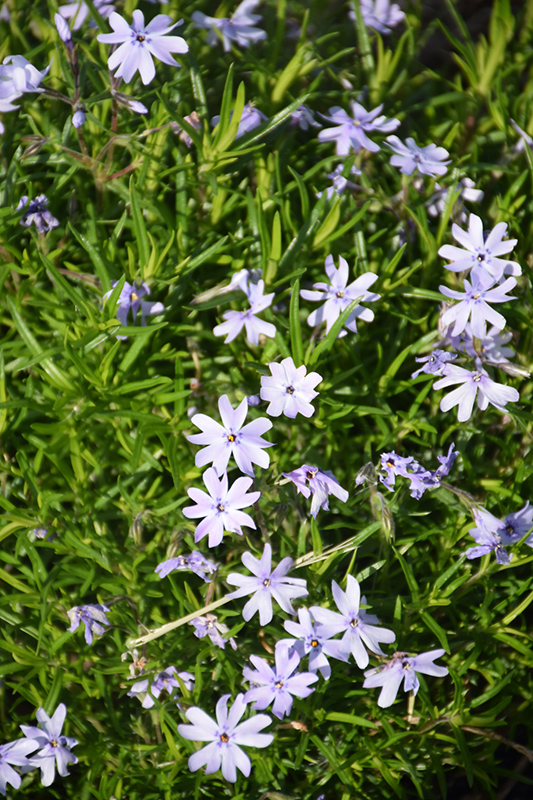 Spring Blue Moss Phlox (Phlox subulata 'Barsixtynine') at Shonnard's Nursery