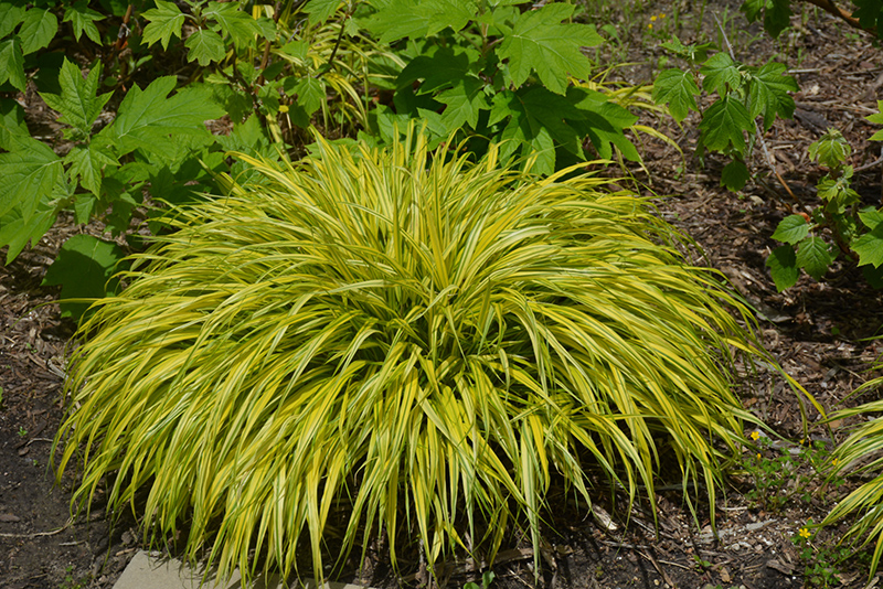 Golden Variegated Hakone Grass (Hakonechloa macra 'Aureola') at Shonnard's Nursery