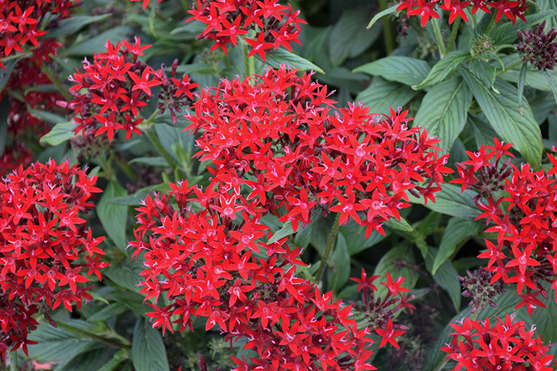 Lucky Star Dark Red Star Flower (Pentas lanceolata 'PAS1231189') at Shonnard's Nursery