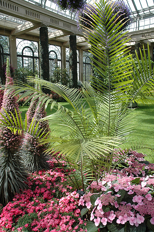 Majesty Palm (Ravenea rivularis) at Shonnard's Nursery