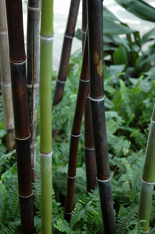 Black Bamboo (Phyllostachys nigra) at Shonnard's Nursery