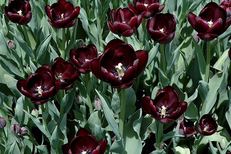 Queen of the Night Tulip (Tulipa 'Queen of the Night') at Shonnard's Nursery