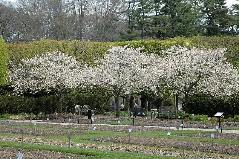 Mt. Fuji Flowering Cherry (Prunus serrulata 'Shirotae') at Shonnard's Nursery