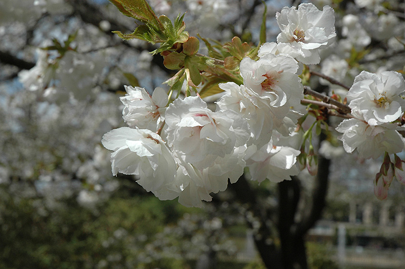 Mt. Fuji Flowering Cherry (Prunus serrulata 'Mt. Fuji') at Shonnard's Nursery