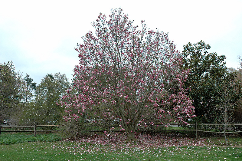 Galaxy Magnolia (Magnolia 'Galaxy') at Shonnard's Nursery