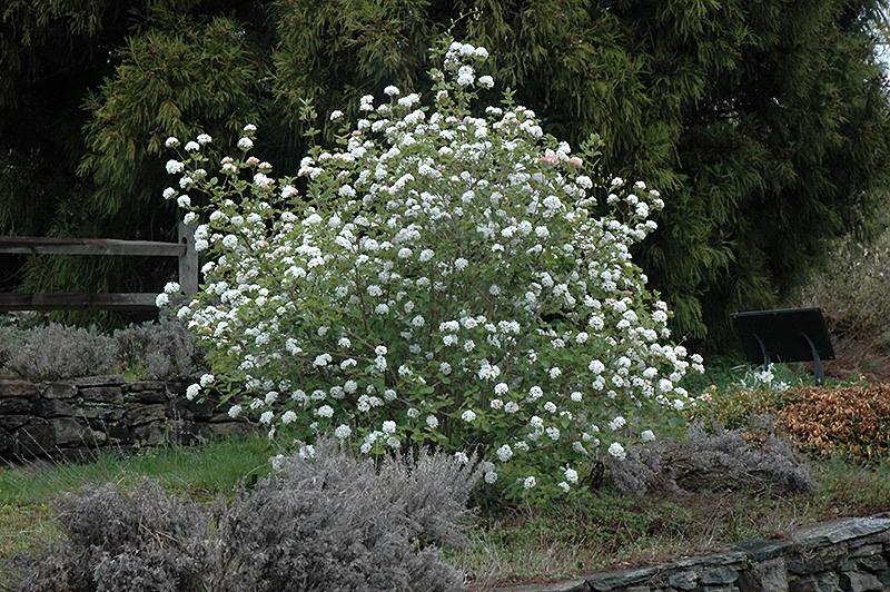 Koreanspice Viburnum (Viburnum carlesii) at Shonnard's Nursery