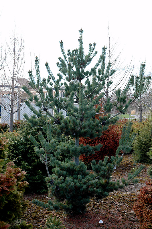 Cleary Japanese White Pine (Pinus parviflora 'Cleary') at Shonnard's Nursery