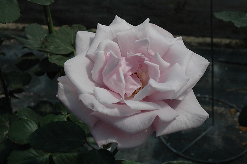 Sterling Silver Rose (Rosa 'Sterling Silver') at Shonnard's Nursery
