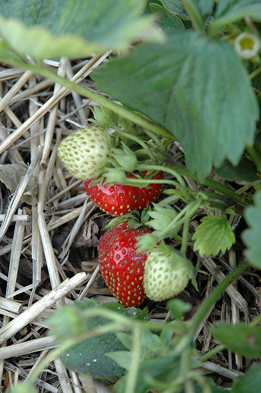 Quinault Strawberry (Fragaria 'Quinault') at Shonnard's Nursery
