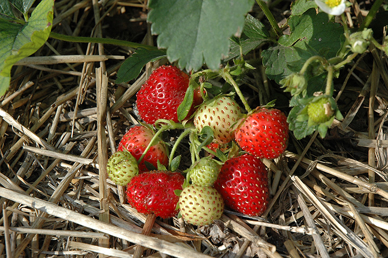 Everbearing Strawberry (Fragaria 'Everbearing') at Shonnard's Nursery