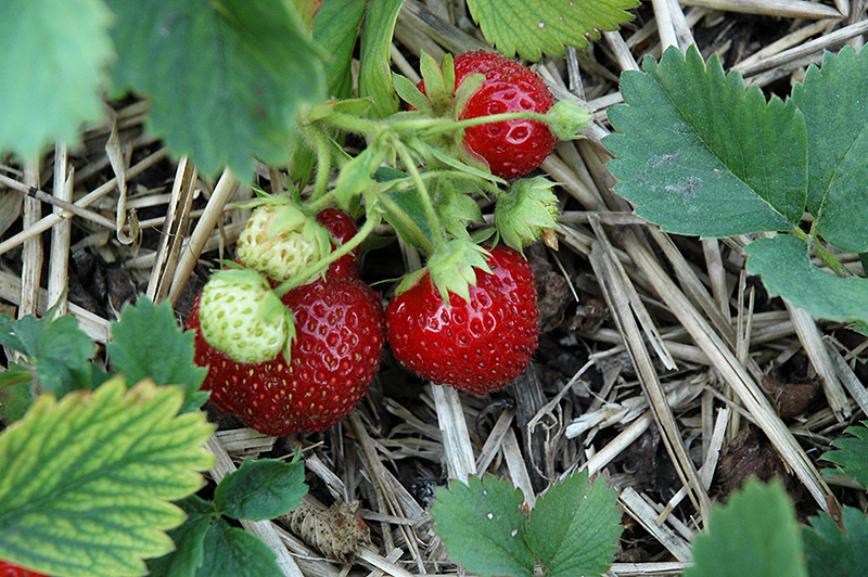 Tribute Strawberry (Fragaria 'Tribute') at Shonnard's Nursery