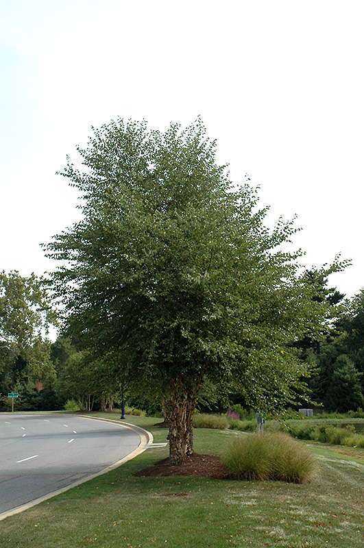 Dura Heat River Birch (clump) (Betula nigra 'Dura Heat (clump)') at Shonnard's Nursery
