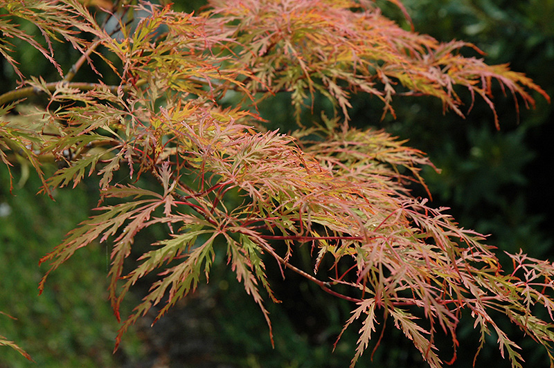 Baldsmith Japanese Maple (Acer palmatum 'Baldsmith') at Shonnard's Nursery