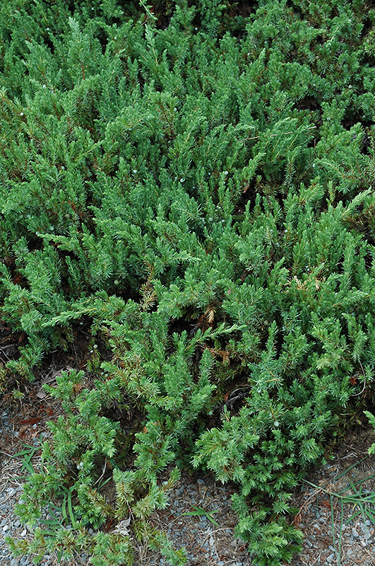 Shore Juniper (Juniperus conferta) at Shonnard's Nursery
