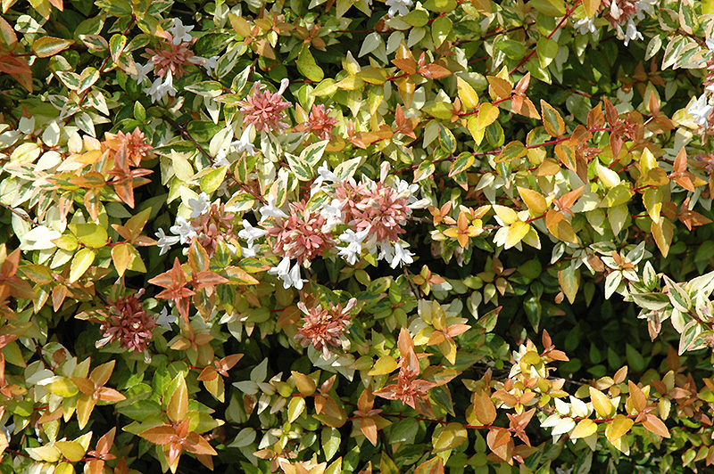 Kaleidoscope Abelia (Abelia x grandiflora 'Kaleidoscope') at Shonnard's Nursery