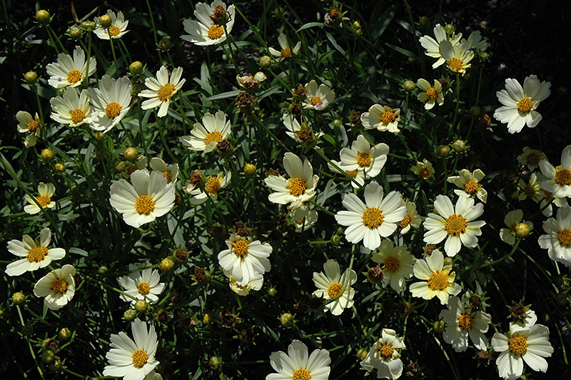 Star Cluster Tickseed (Coreopsis 'Star Cluster') at Shonnard's Nursery