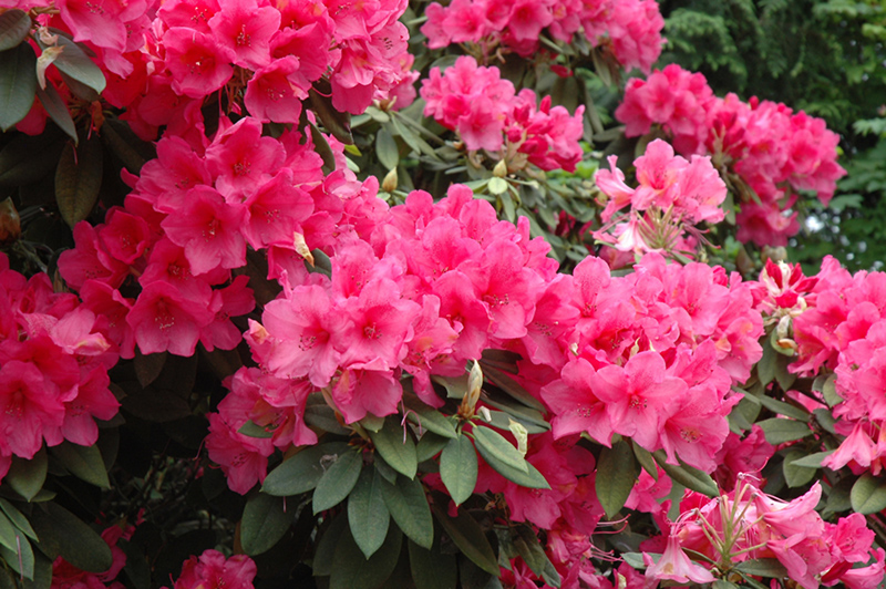 Anna Rose Whitney Rhododendron (Rhododendron 'Anna Rose Whitney') at Shonnard's Nursery