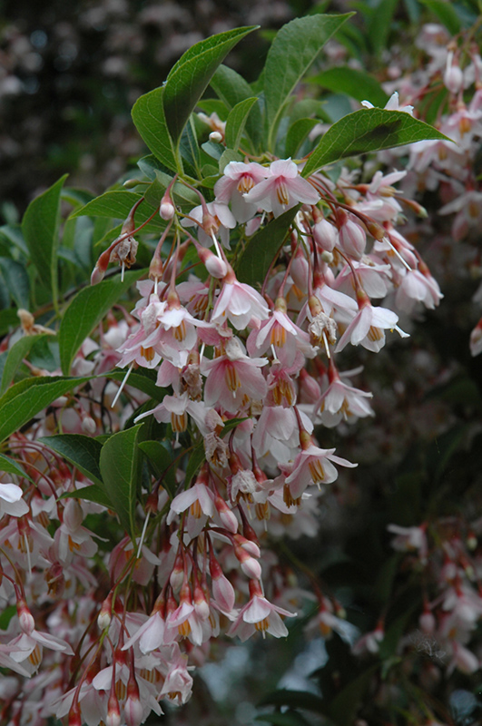 Pink Chimes Japanese Snowbell (Styrax japonicus 'Pink Chimes') at Shonnard's Nursery