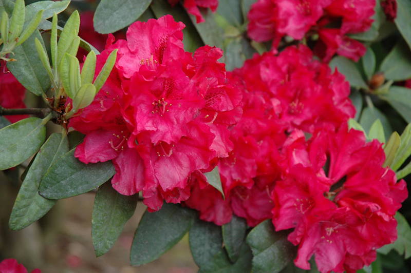 Trilby Rhododendron (Rhododendron 'Trilby') at Shonnard's Nursery