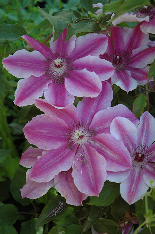Carnaby Clematis (Clematis 'Carnaby') at Shonnard's Nursery