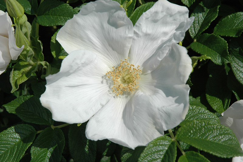 White Rugosa Rose (Rosa rugosa 'Alba') at Shonnard's Nursery
