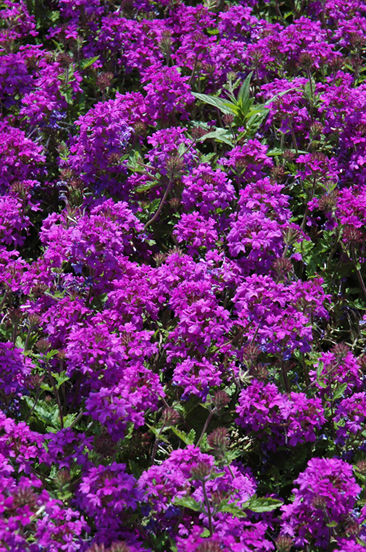 Homestead Purple Verbena (Verbena 'Homestead Purple') at Shonnard's Nursery