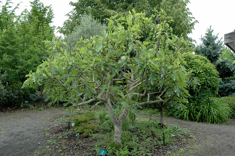 Negronne Fig (Ficus carica 'Negronne') at Shonnard's Nursery