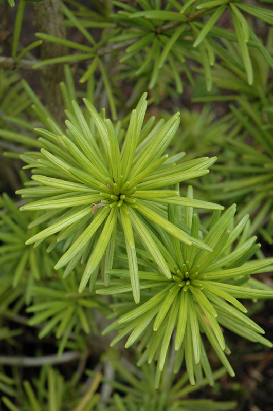 Green Star Umbrella Pine (Sciadopitys verticillata 'Green Star') at Shonnard's Nursery