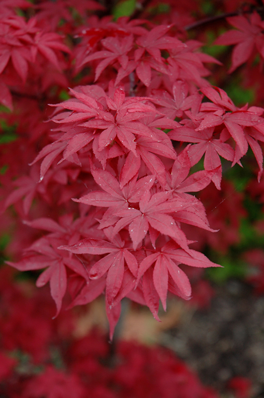 Twombly's Red Sentinel Japanese Maple (Acer palmatum 'Twombly's Red Sentinel') at Shonnard's Nursery