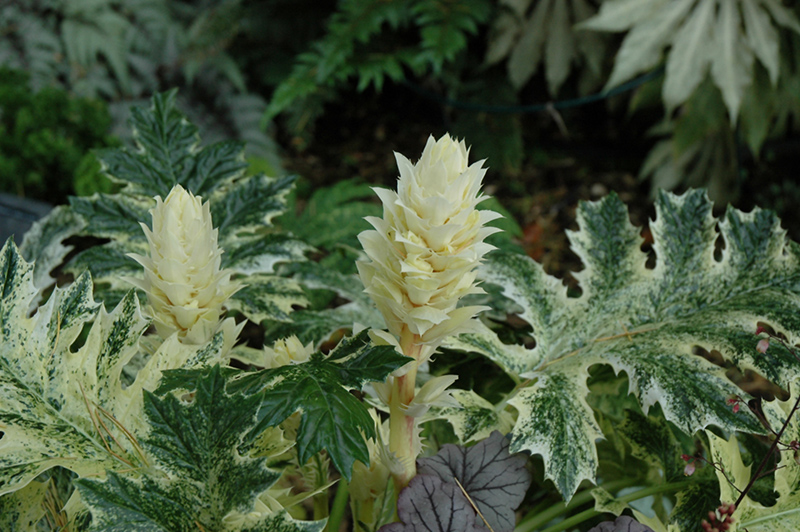 Whitewater Acanthus (Acanthus 'Whitewater') at Shonnard's Nursery