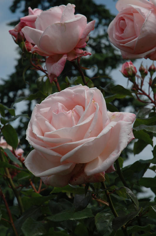 New Zealand Rose (Rosa 'MACgenev') at Shonnard's Nursery