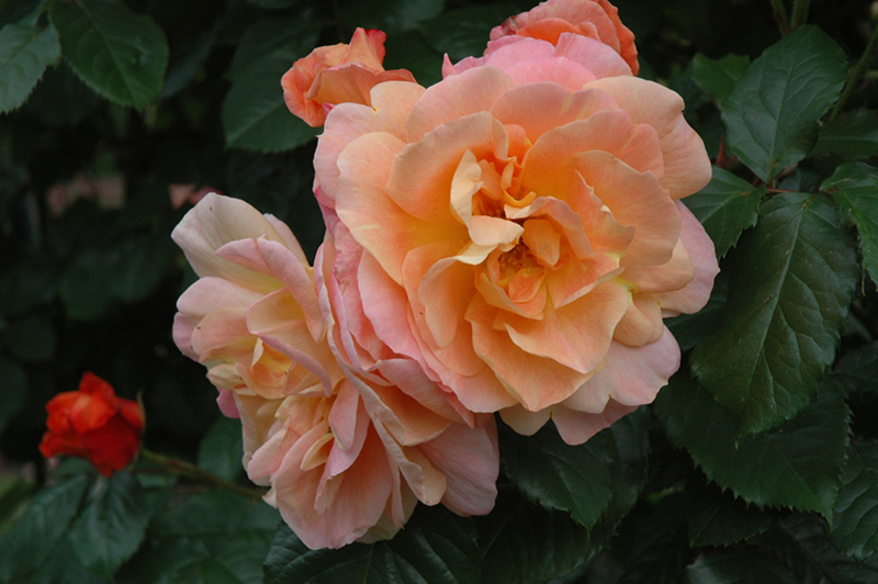 Westerland Rose (Rosa 'Westerland') at Shonnard's Nursery