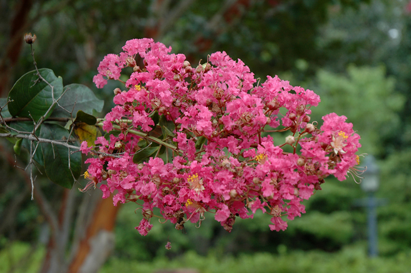 Watermelon Red Crapemyrtle (Lagerstroemia indica 'Watermelon Red') at Shonnard's Nursery