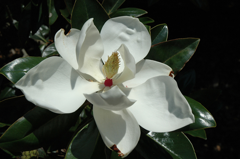 Victoria Magnolia (Magnolia grandiflora 'Victoria') at Shonnard's Nursery
