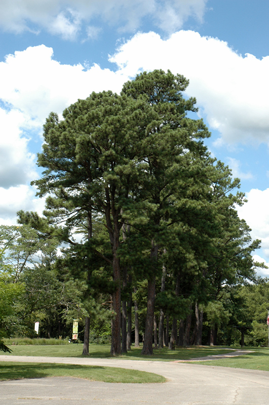 Austrian Pine (Pinus nigra) at Shonnard's Nursery