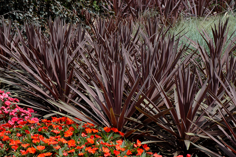 Red Sensation Grass Palm (Cordyline australis 'Red Sensation') at Shonnard's Nursery