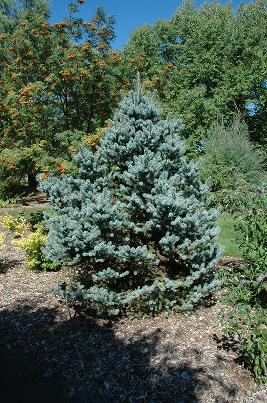 Avatar Blue Spruce (Picea pungens 'Avatar') at Shonnard's Nursery