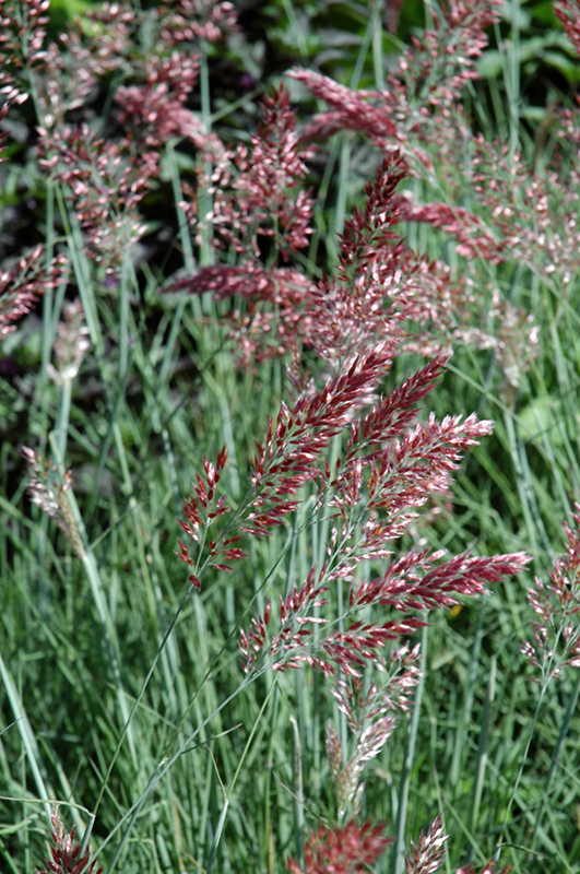 Savannah Ruby Grass (Melinis nerviglumis 'Savannah') at Shonnard's Nursery