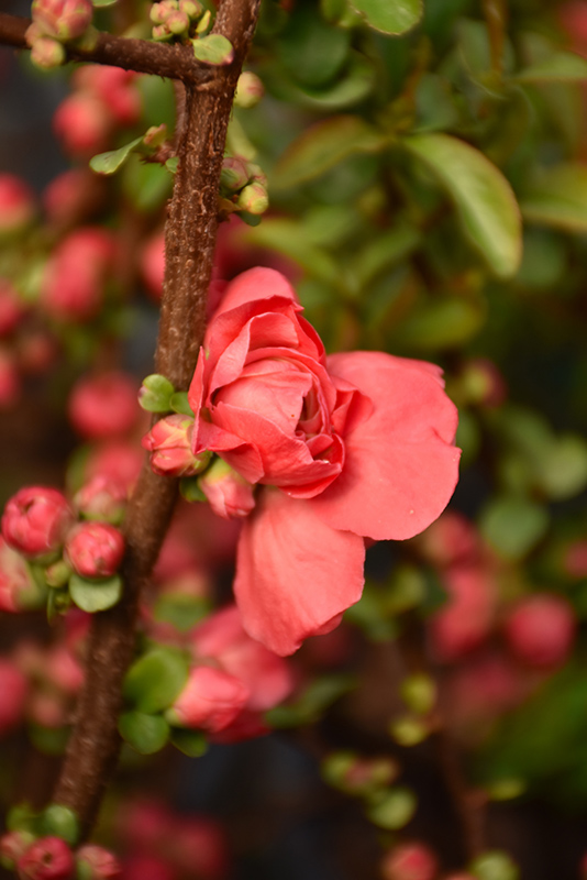 Double Take Peach Flowering Quince (Chaenomeles speciosa 'NCCS4') at Shonnard's Nursery