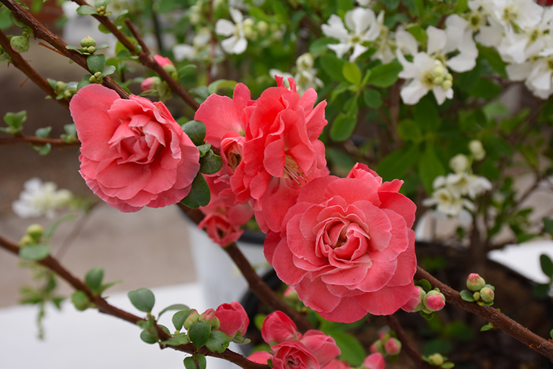 Double Take Pink Flowering Quince (Chaenomeles speciosa 'Pink Storm') at Shonnard's Nursery