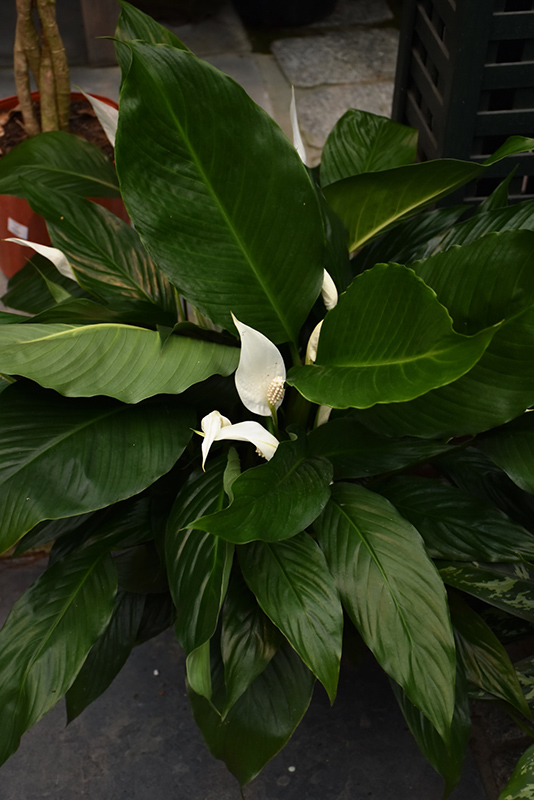 Peace Lily (Spathiphyllum wallisii) at Shonnard's Nursery
