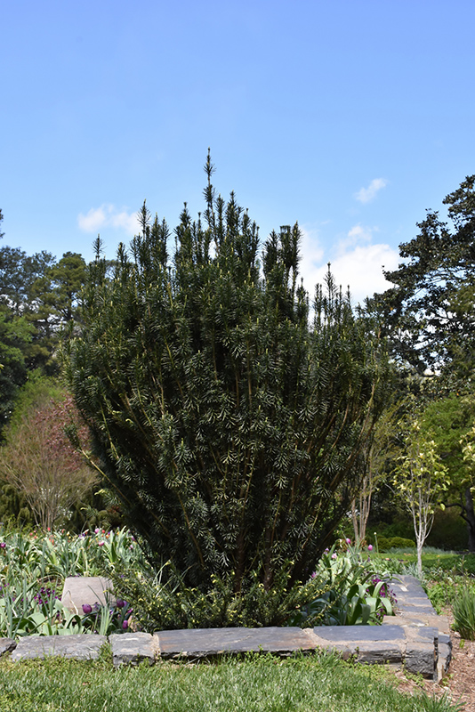 Upright Japanese Plum Yew (Cephalotaxus harringtonia 'Fastigiata') at Shonnard's Nursery