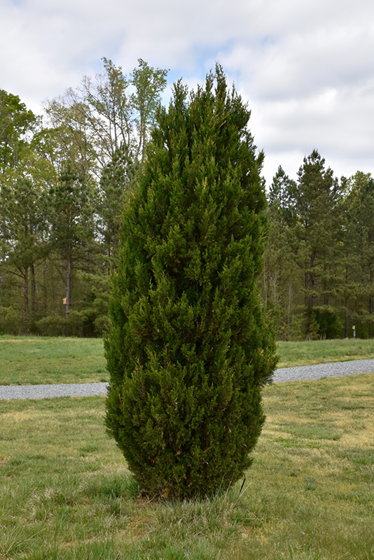 Spartan Juniper (Juniperus chinensis 'Spartan') at Shonnard's Nursery