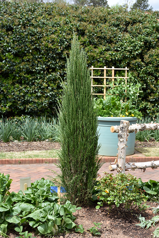 Blue Arrow Juniper (Juniperus scopulorum 'Blue Arrow') at Shonnard's Nursery