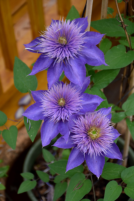 Multi Blue Clematis (Clematis 'Multi Blue') at Shonnard's Nursery