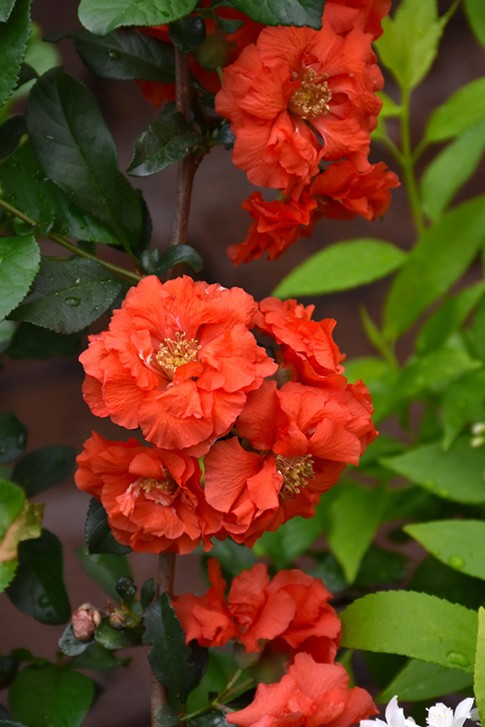 Double Take Orange Flowering Quince (Chaenomeles speciosa 'Orange Storm') at Shonnard's Nursery